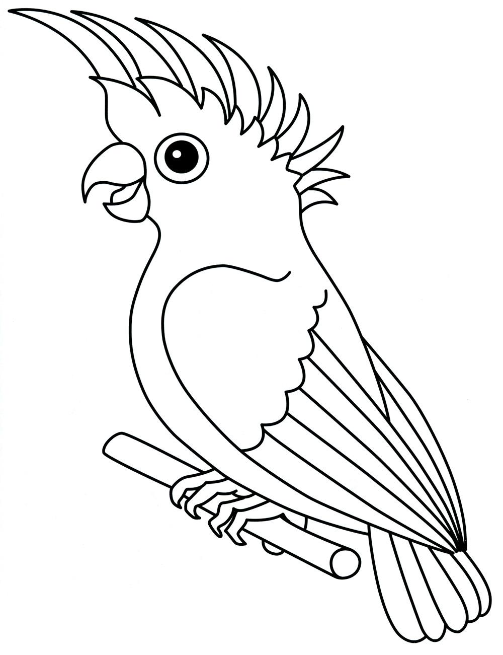 Раскраски попугай попугайчик самка попугай  Раскраска попугай с хохолком