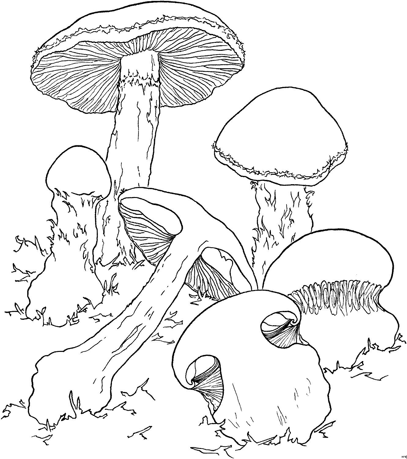 Раскраски грибы грибочки  Грибы на длинных ножках в траве