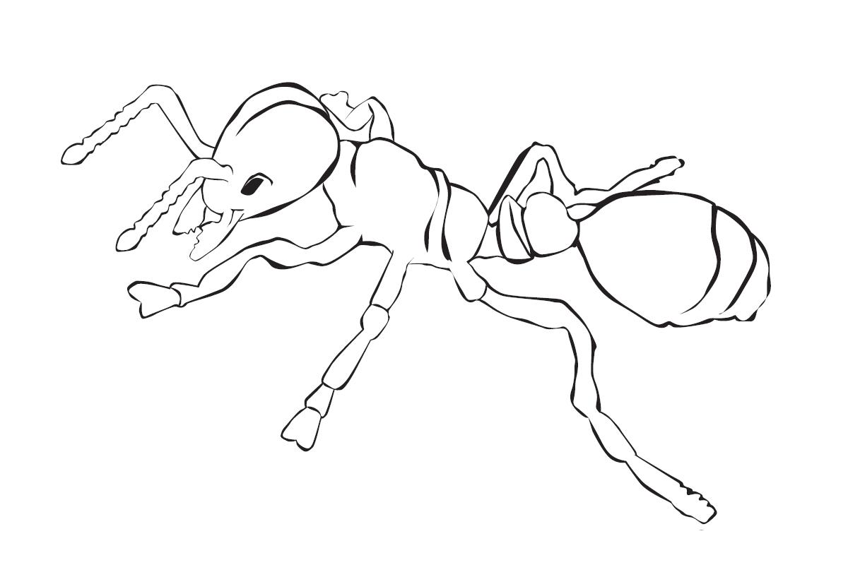 Раскраски муравей муравьи   Раскраска муравей вид соку