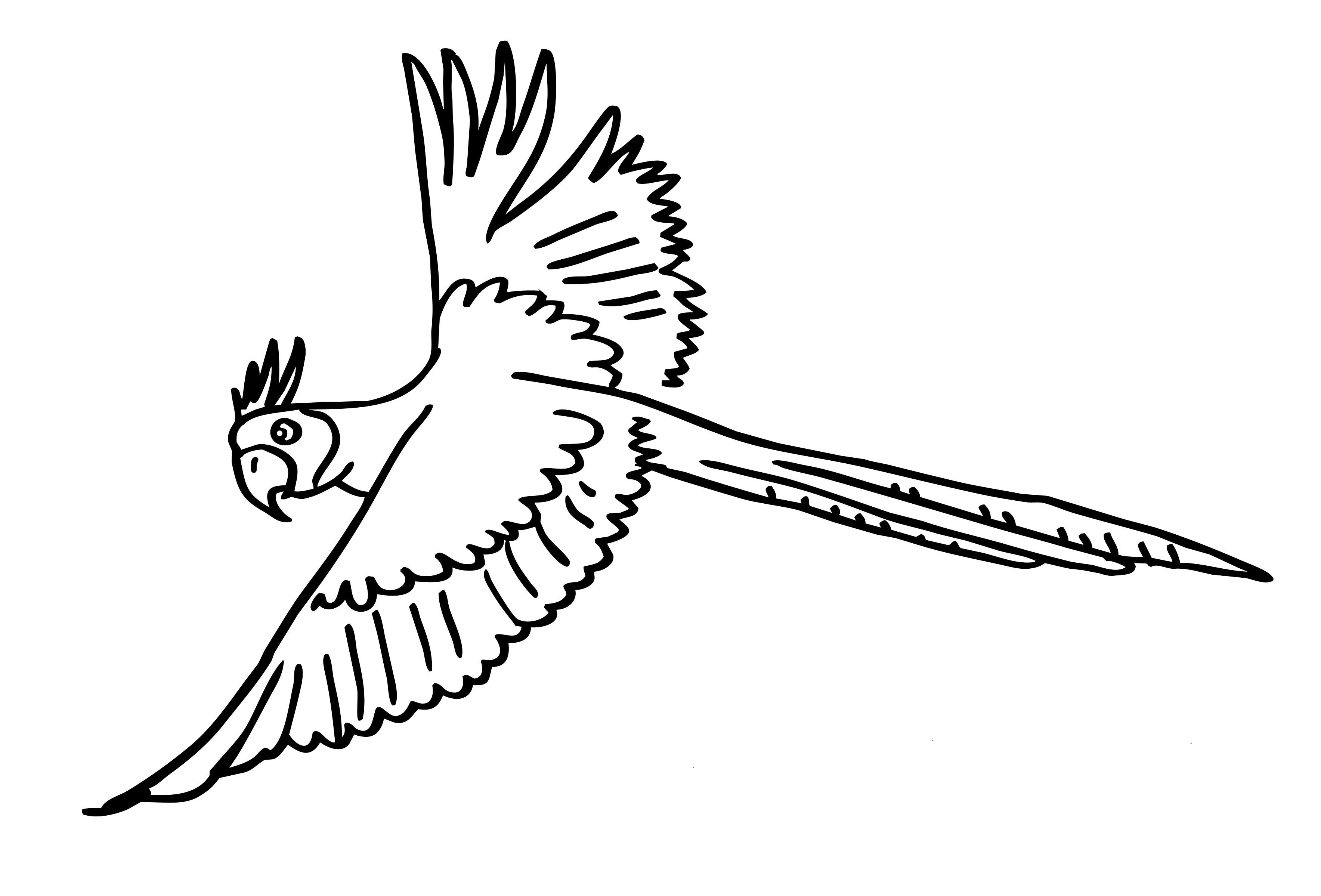 Раскраски попугай попугайчик самка попугай  Раскраски летящий попугай