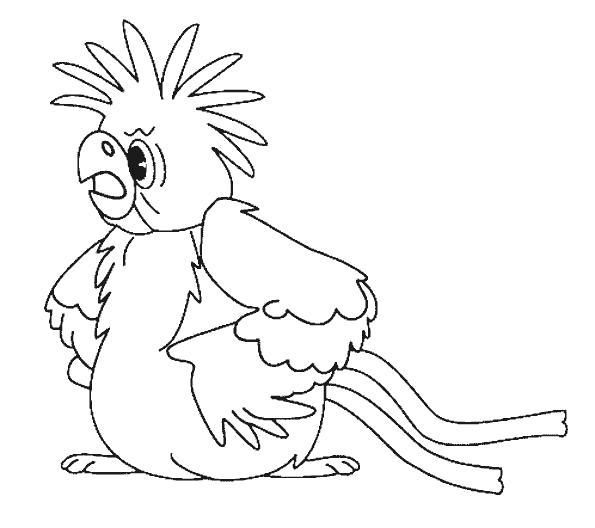 Раскраски попугай попугайчик самка попугай  Раскраска взъерошенный злой попугай