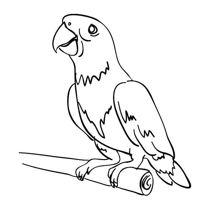  Раскраска попугай сидит на деревянной палке