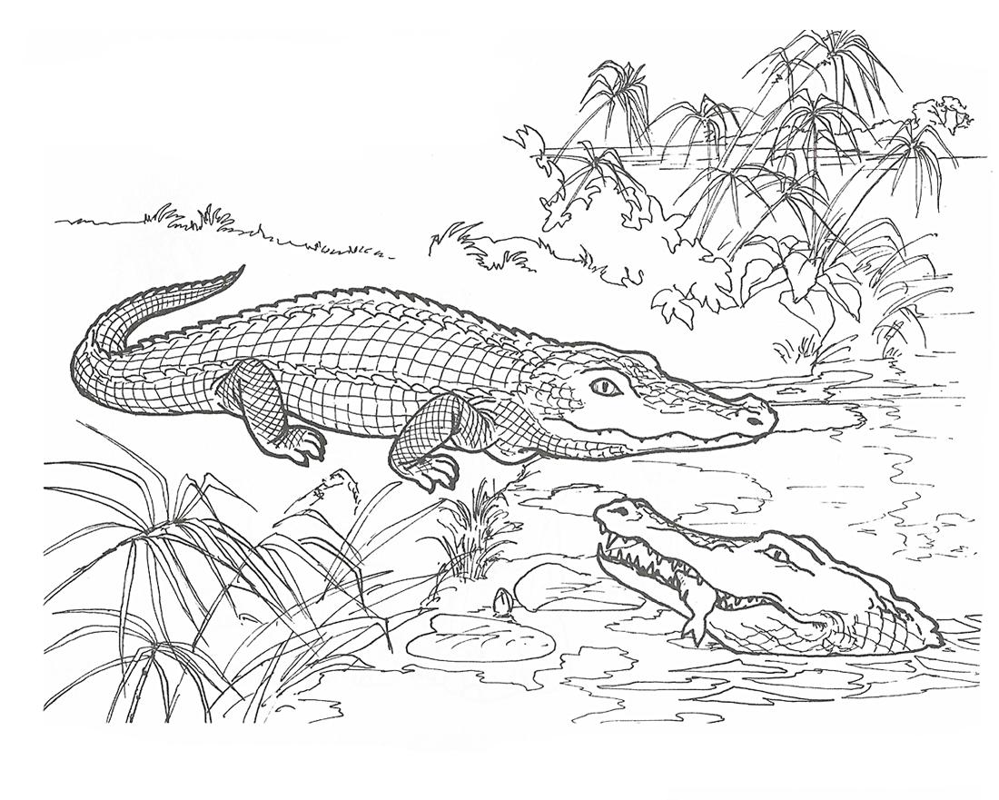 Раскраска Аллигатор распечатать - Крокодилы и аллигаторы