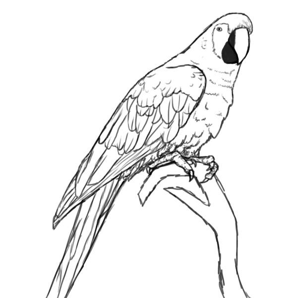 Раскраски попугай попугайчик самка попугай  Скетч - попугай на ветке дерева 