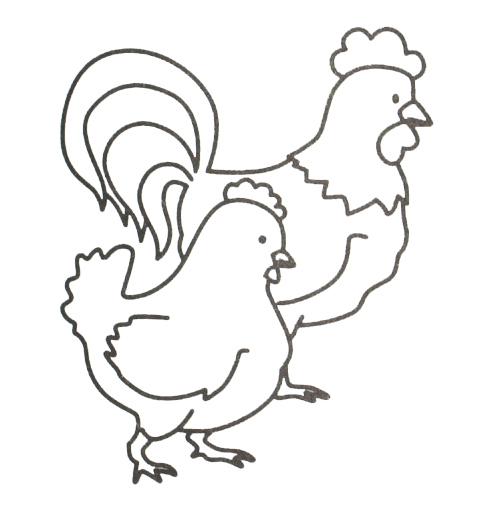 Раскраски птиц курица  петух яйцо цыпленок  Раскраска петух и курица