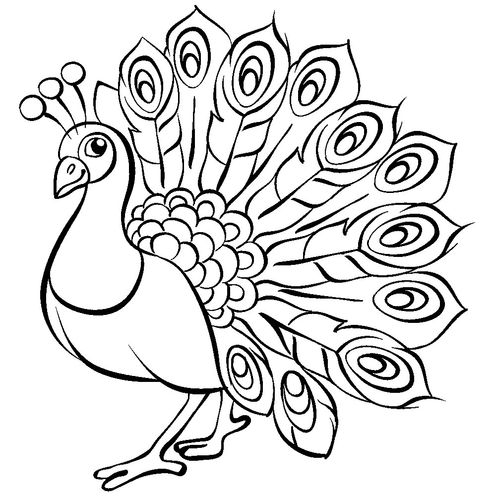 Раскраски Павлин Раскраска павлин – это целый сборник контурных картинок, на которых изображена самая чудесная в мире птица.
