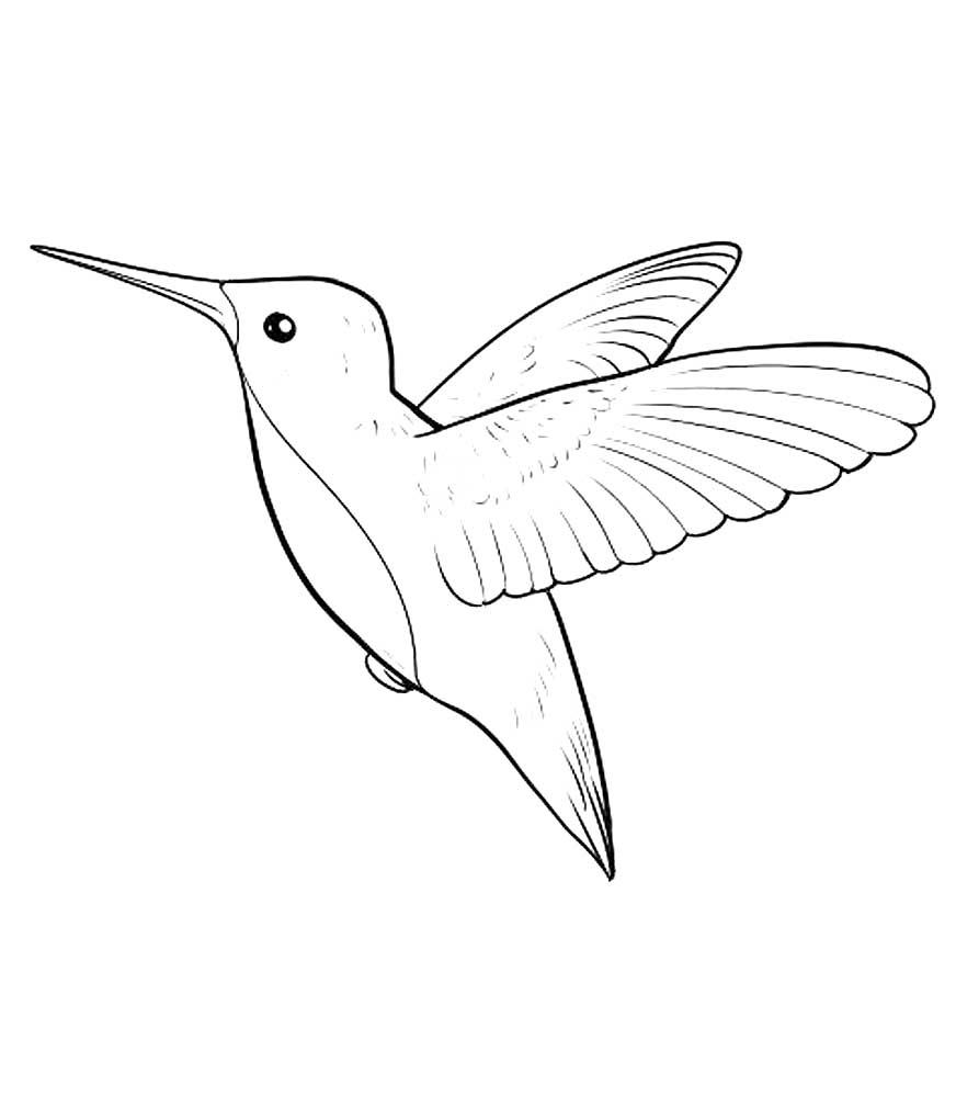 Раскраска колибри Раскраска колибри для детей. Картинки с изображением самой маленькой птички на земле, необычайно ловкой и красивой