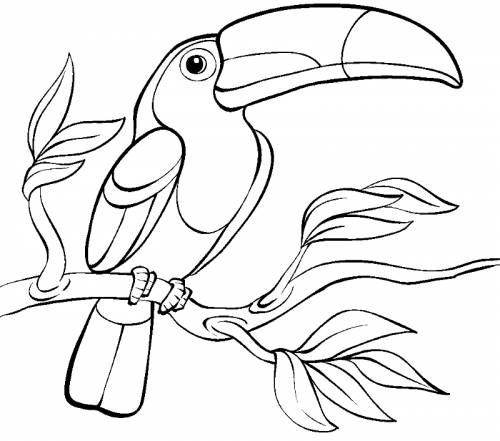 Раскраска Тукан Страница содержит раскраска тукан. Можно скачать раскраски для детей птица тукан