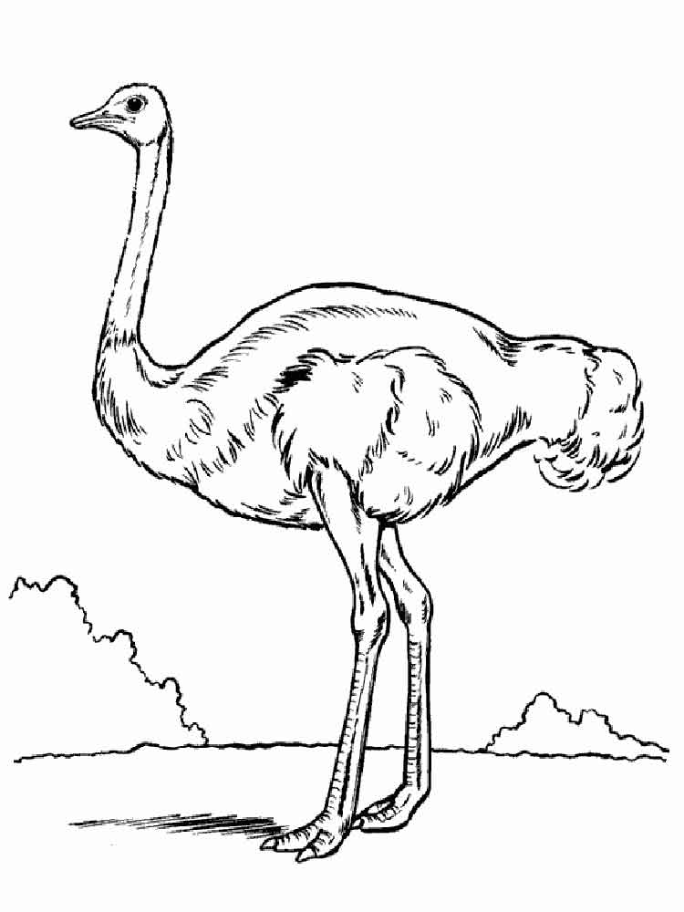 Раскраски Страус Раскраска страус представит самого крупного пернатого на планете Земля. 