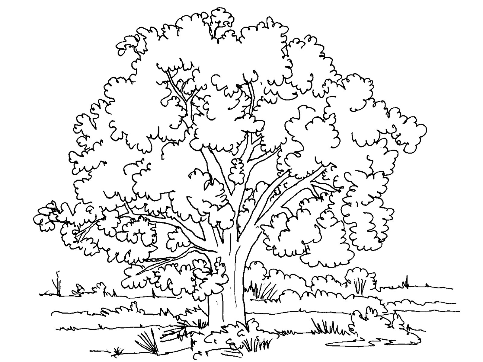 Раскраски деревья Раскраски Деревья для детей - это большой сборник картинок деревьев с листьями, без листьев, елки, дуб, береза, яблоня.
