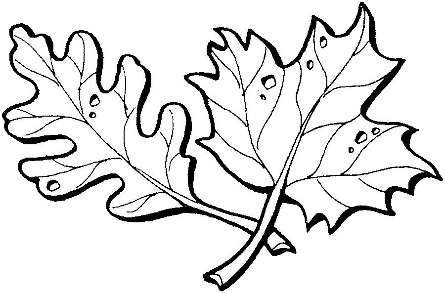 Раскраски Листья Раскраски, Листья деревьев, Осенние листья, весенние листья, раскраска кленовый лист.