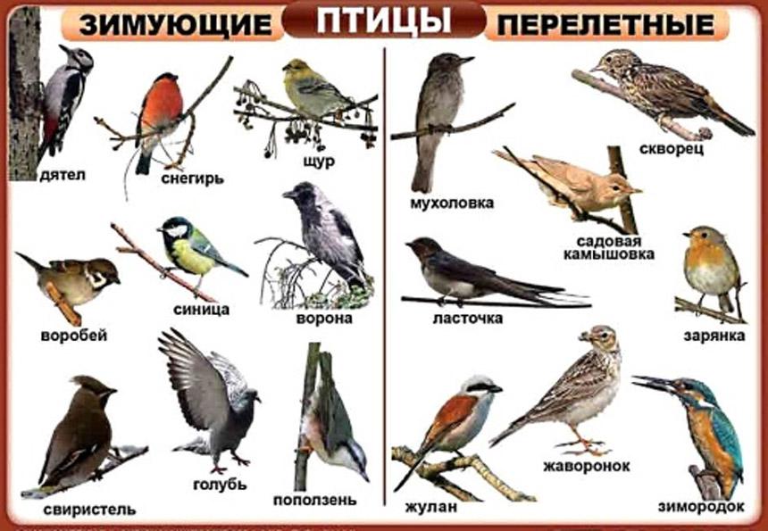 Птицы Материалы и пособия, плакаты про домашних и диких птиц
