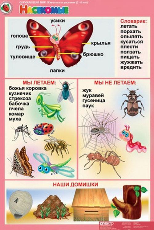 Насекомые Материалы и пособия про насекомых для детей 