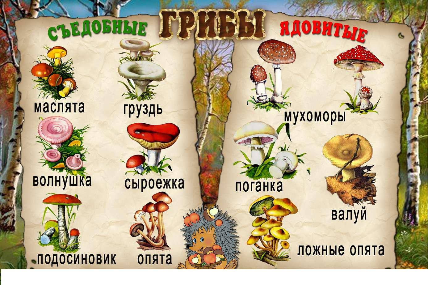 Грибы Пособия, картинки и прочий материал про грибы для занятий на уроках с детьми 