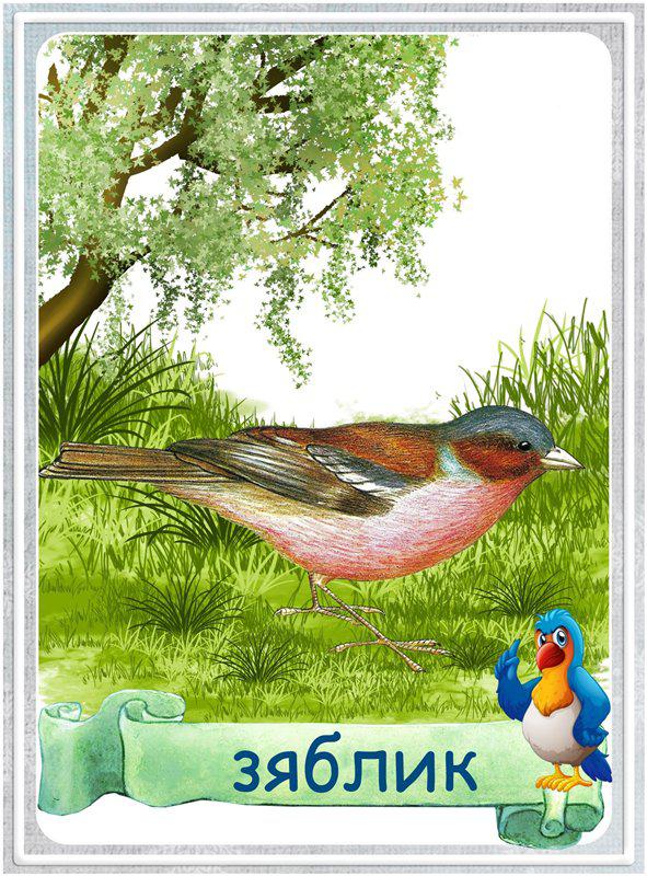 Карточки дикие птицы Карточки дикие птицы. Карточки для школьников. Карточки для расширения кругозора ребенка