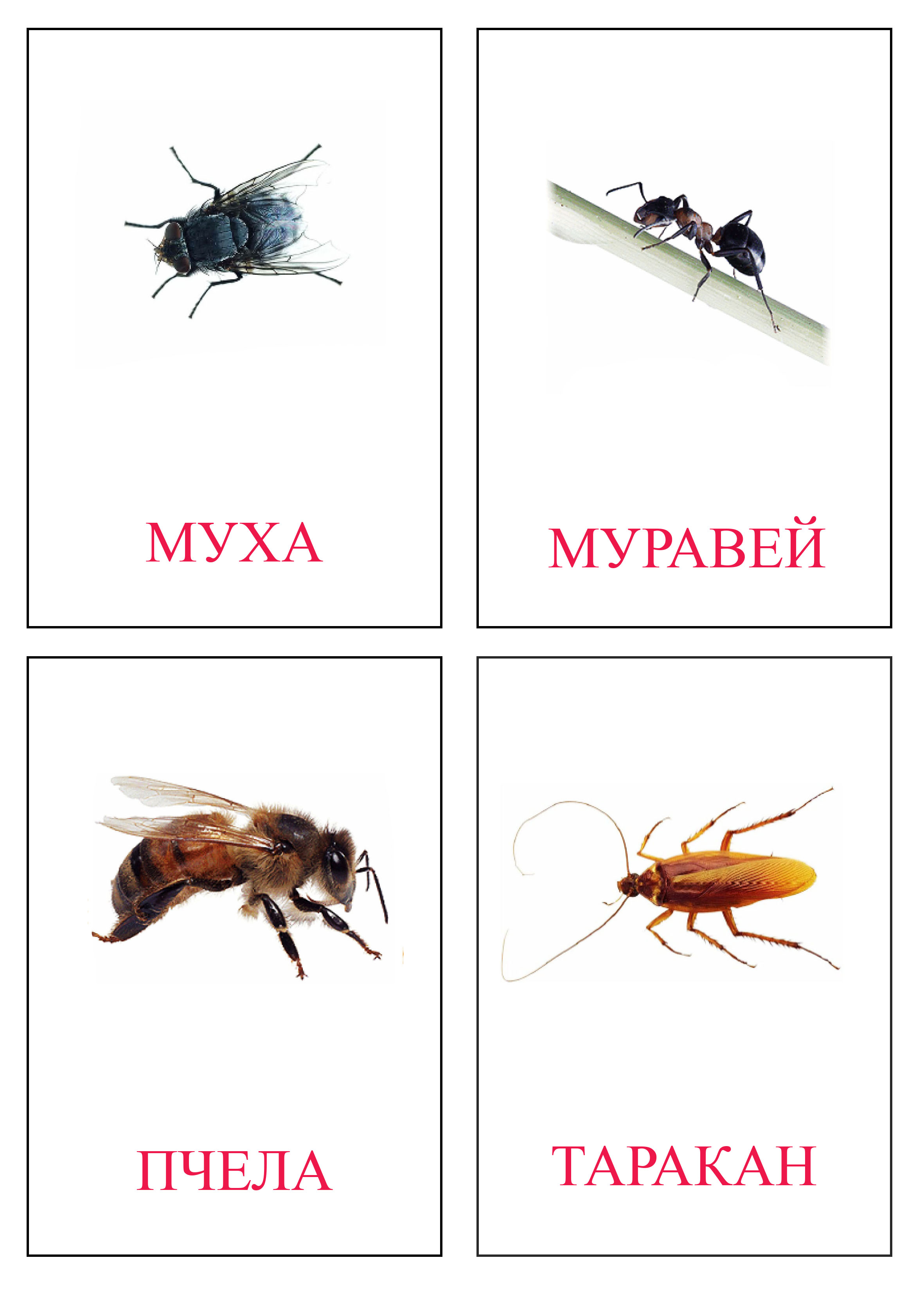 Карточки насекомые Карточки насекомые для занятий в старших группах детского сада. Карточки насекомые для любознательных. Карточки домана насекомые