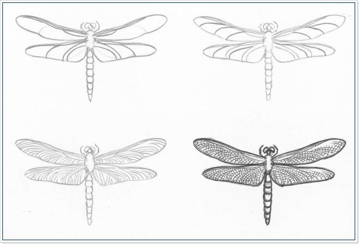 Рисуем насекомых Как нарисовать насекомое. Поэтапное рисование разных насекомых
