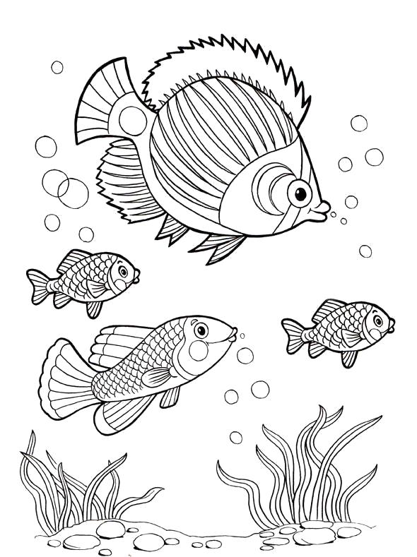 Раскраски Рыбы Раскраски Рыбы. Раскраски виды рыб для детей. Раскраски с рыбками для самых маленьких.