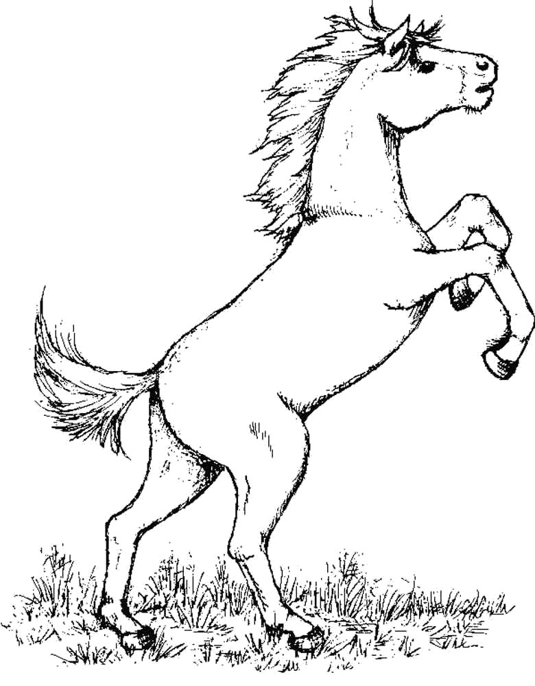 Раскраски Лошадь Раскраски Лошадь для детей разных возрастов