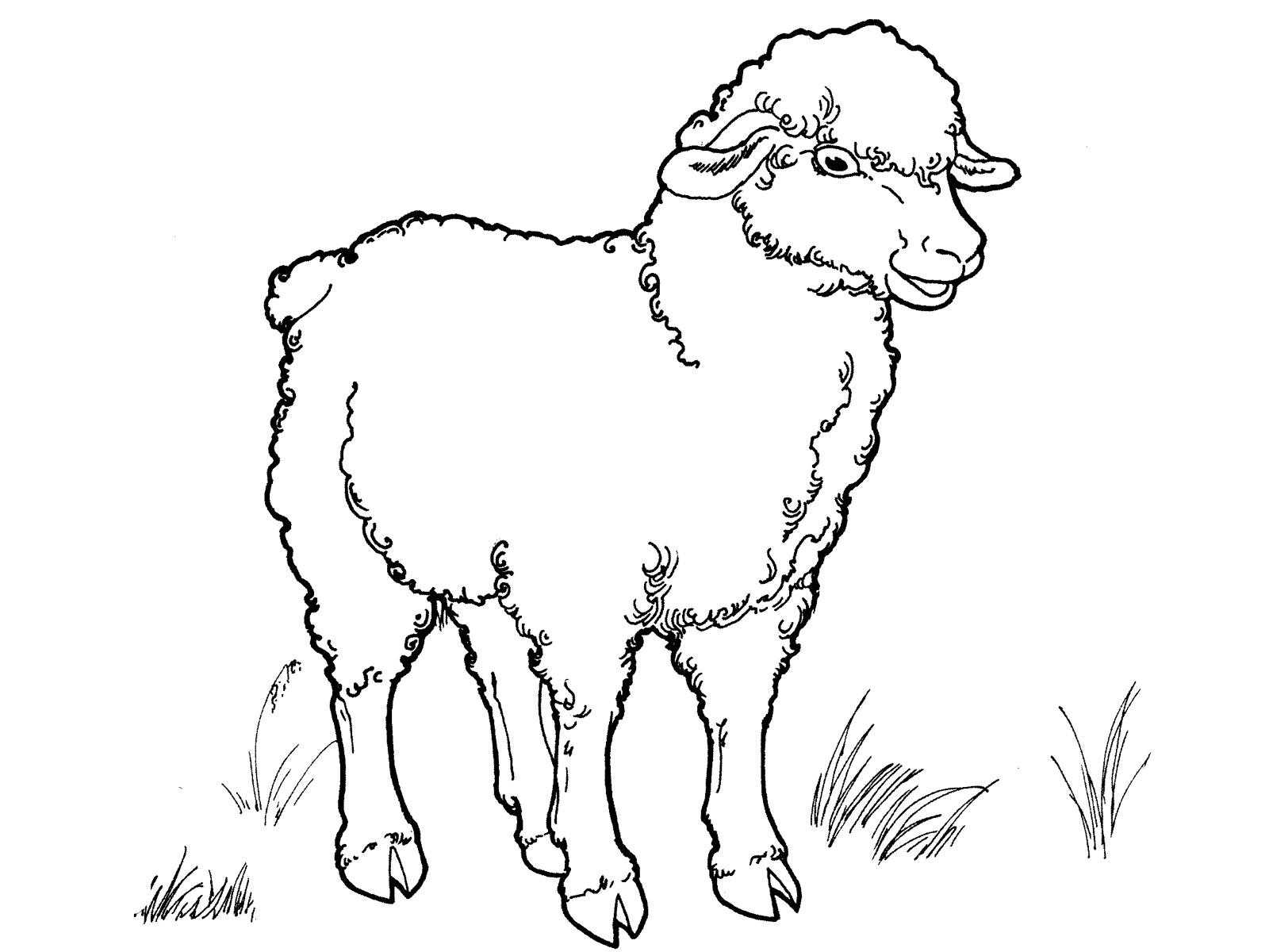 Раскраски Баран Раскраски Баран для детей, раскраски овца, овечка, барашек, ягнята, ягненок 