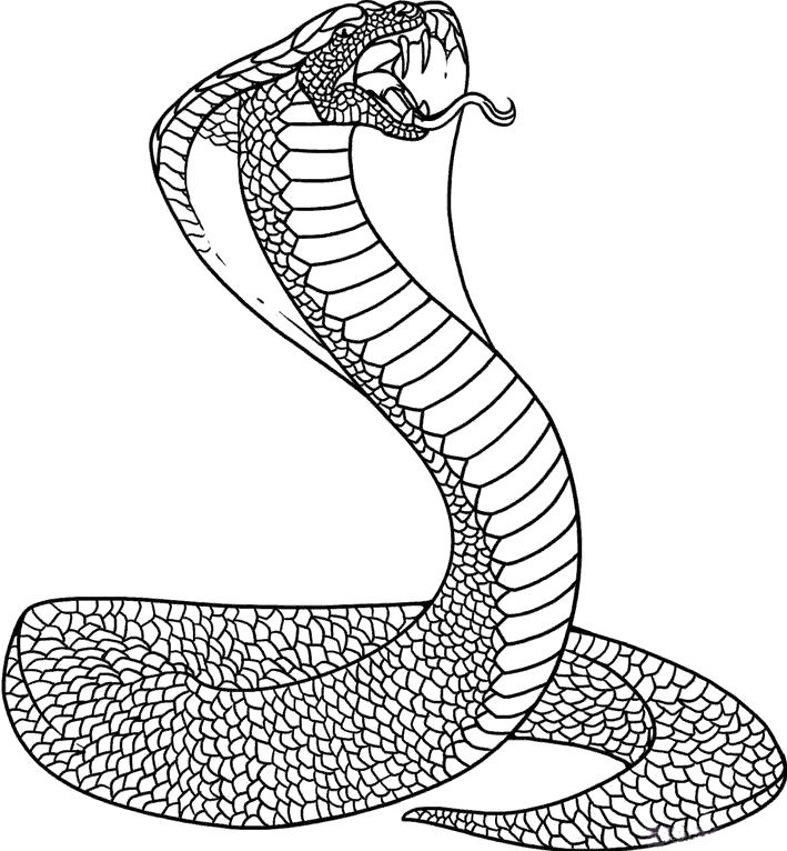 Раскраски Змея Раскраски Змея, раскраски про змей, змейки раскраски для детей