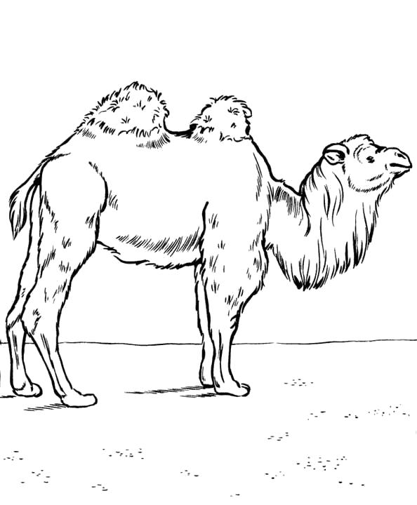 Раскраски Верблюд Раскраски Верблюд для детей, верблюдица и верблюжонок, верблюжонок