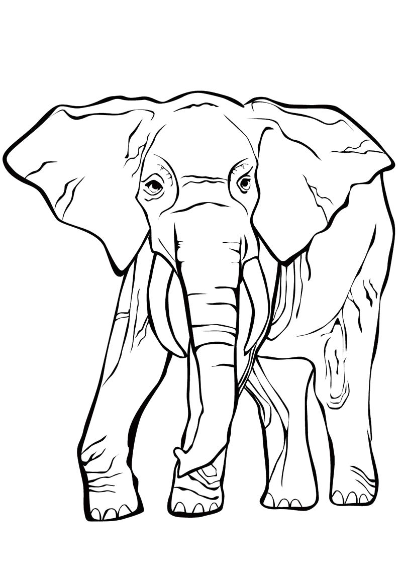 Раскраски Слон Раскраски Слон, слониха и слоненок, слонята. Раскраски слоны для детей