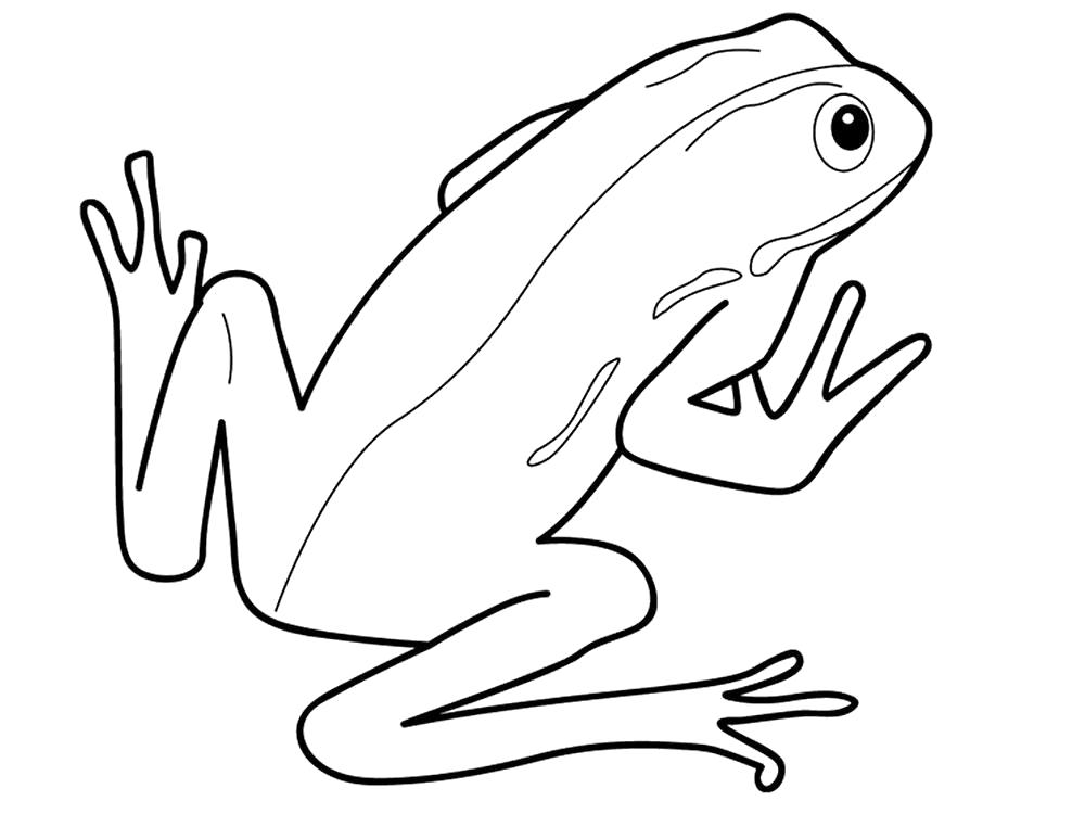 Раскраски Лягушка Раскраски для школьников Лягушка, лягушонок, жаба