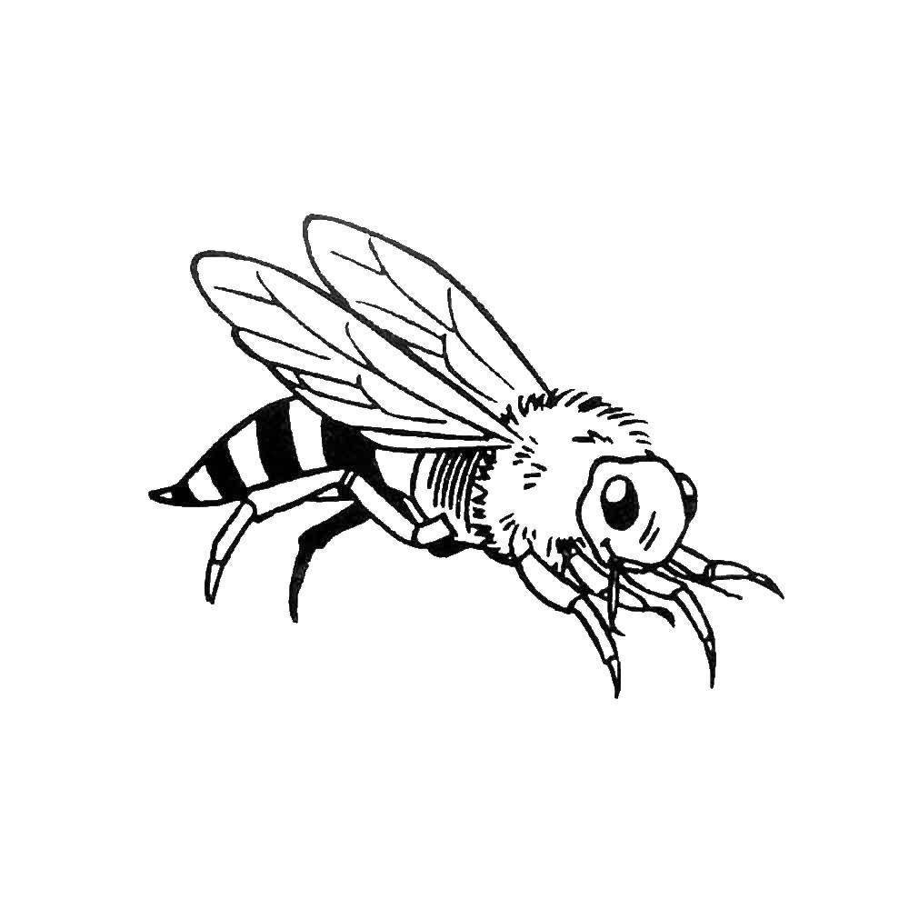 Раскраски Пчела Раскраски Пчела, оса, пчелиный улей, пасека. Раскраски про пчел детям