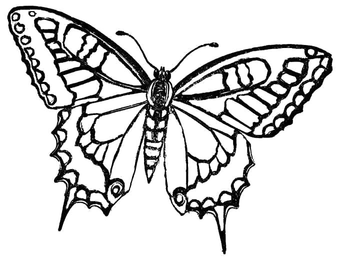Раскраски Бабочка Раскраски самых красивых бабочек детям 