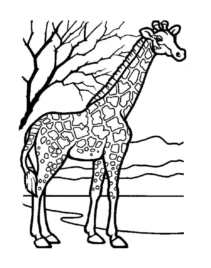 Раскраски Жираф Раскраски Жираф, раскраски жираф с детенышем, раскраски про жирафов для детей