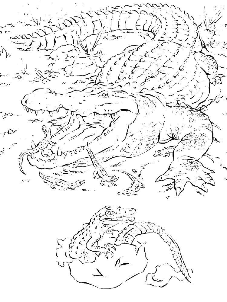 Раскраски Крокодил Раскраски про крокодилов для детей