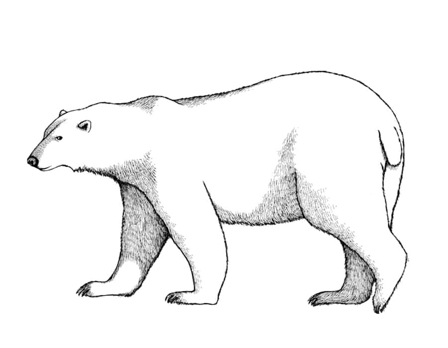 Раскраски  Медведь Раскраски про медведя для школьников, медведица и медвежата раскраска