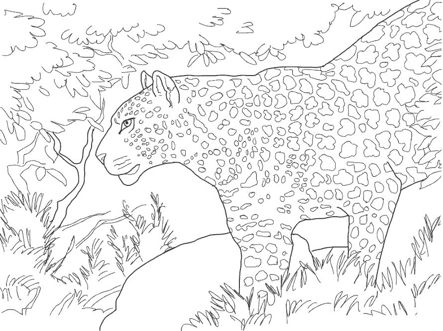 Раскраски Леопард Раскраски про леопардов в школу для детей