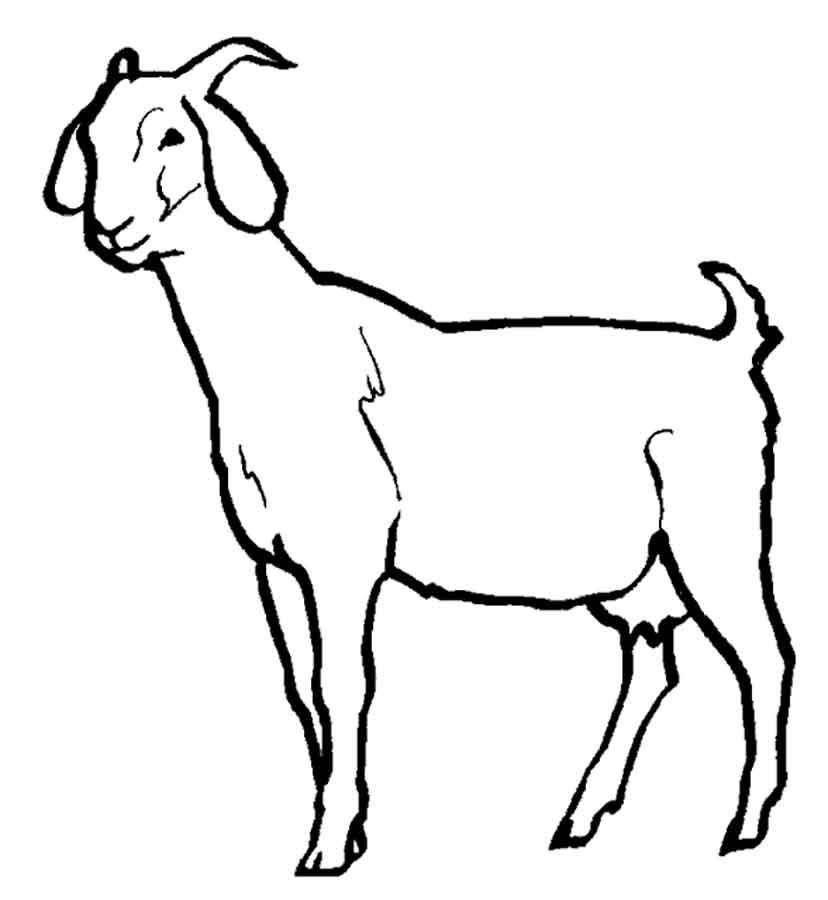 Раскраски  Коза Раскраски  коза, козел, козленок, раскраски с козами для детей