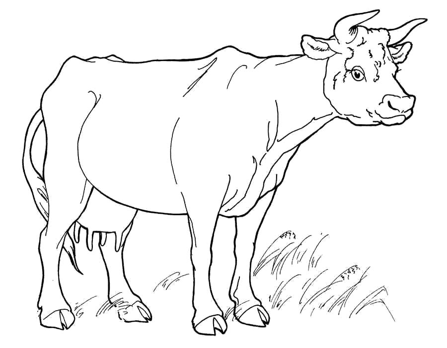 Раскраски Корова Раскраски Корова, бык, теленок, раскраски для детей про домашних животных